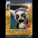 Dvd - Die Schönsten Naturreisen Der Welt: Madagaskar & Lemuren Erleben